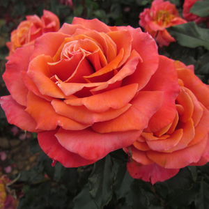 Mixtură de roz - trandafir englezesti